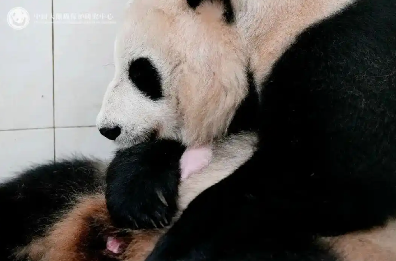 奥利背刺