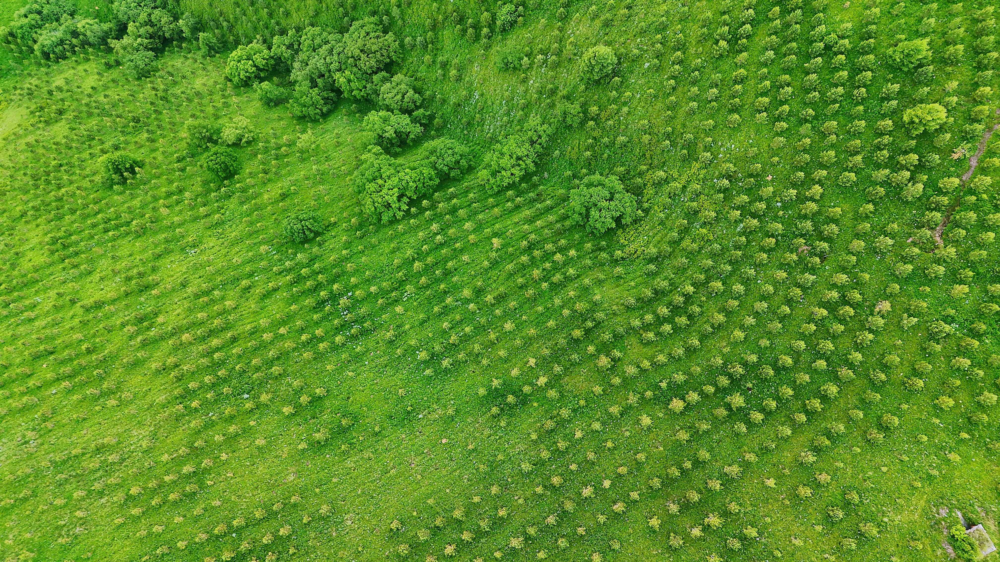 阿娇复胖